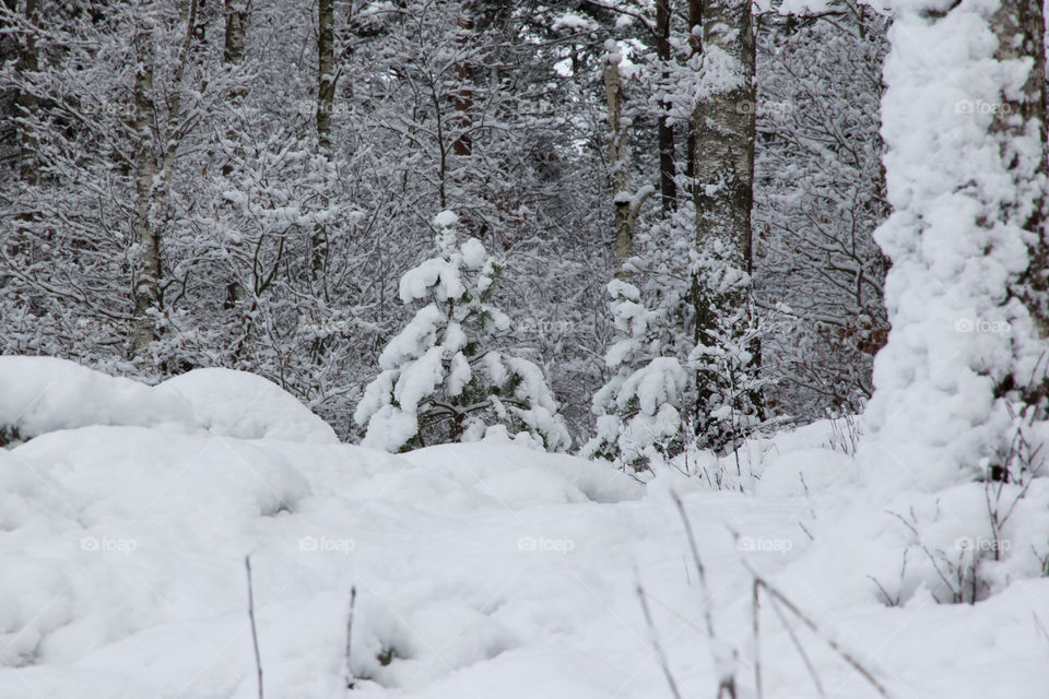 Winter wonderland  - vinterlandskap snö skog