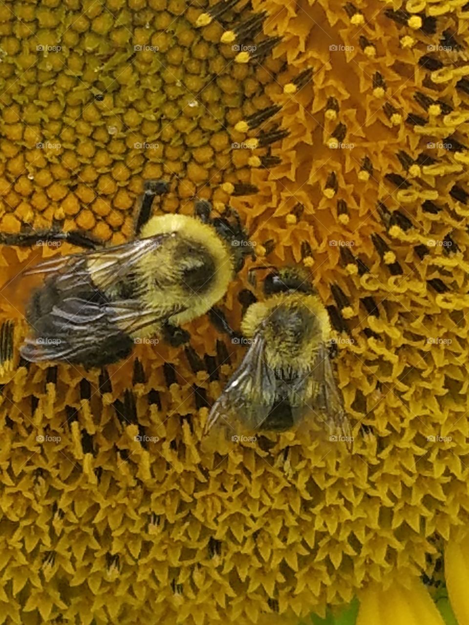 close up bees on sunflower