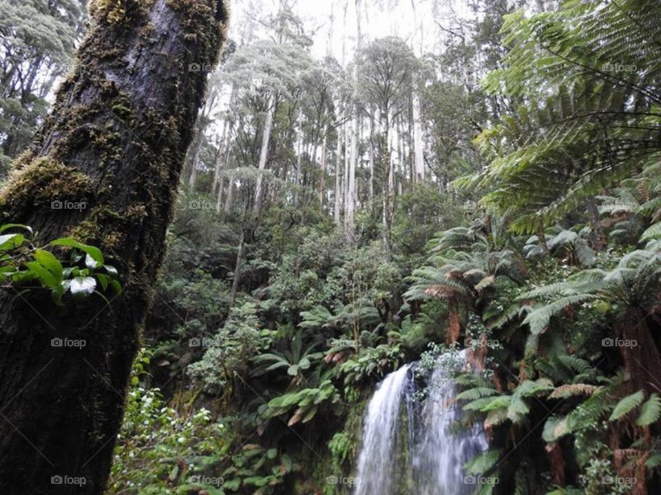 Otway Ranges Victoria Australia Waterfall