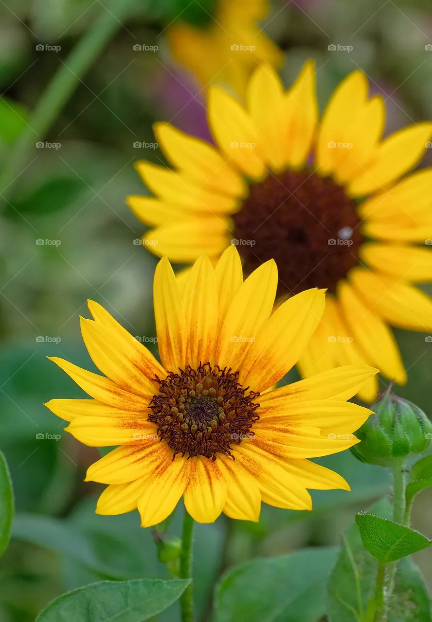 sun flower