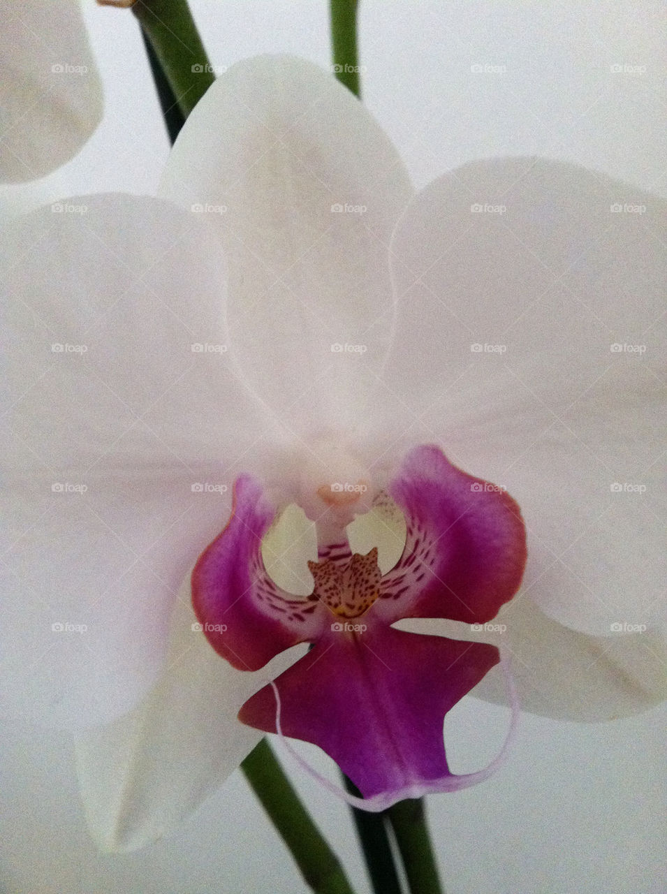 pink flower white orchid by michalbar