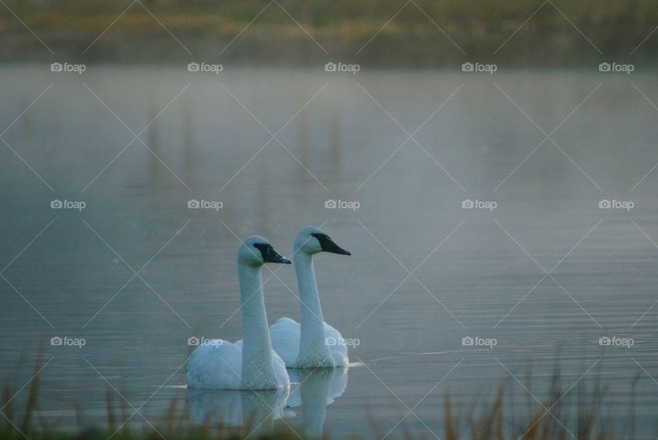 Swans. Swan lake