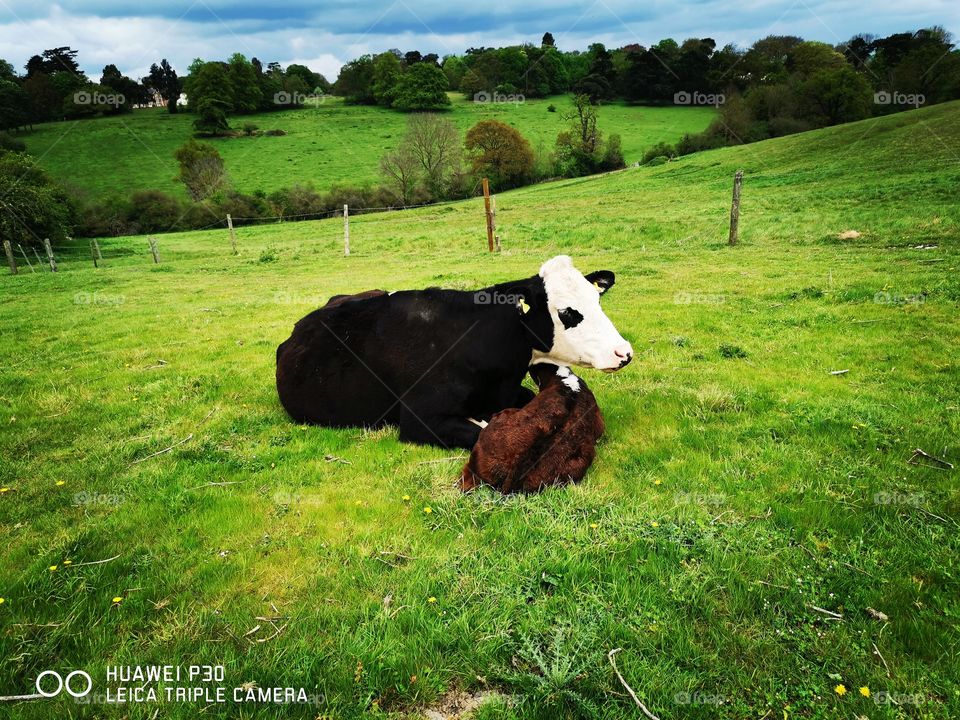 Springtime Live, Cow and Calf, Mammal and Young, Barclay Park, Hoddesdon, Hertfordshire, 2019