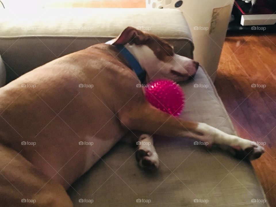 Beautiful rest dog sleeping like a baby with his pink toy ball