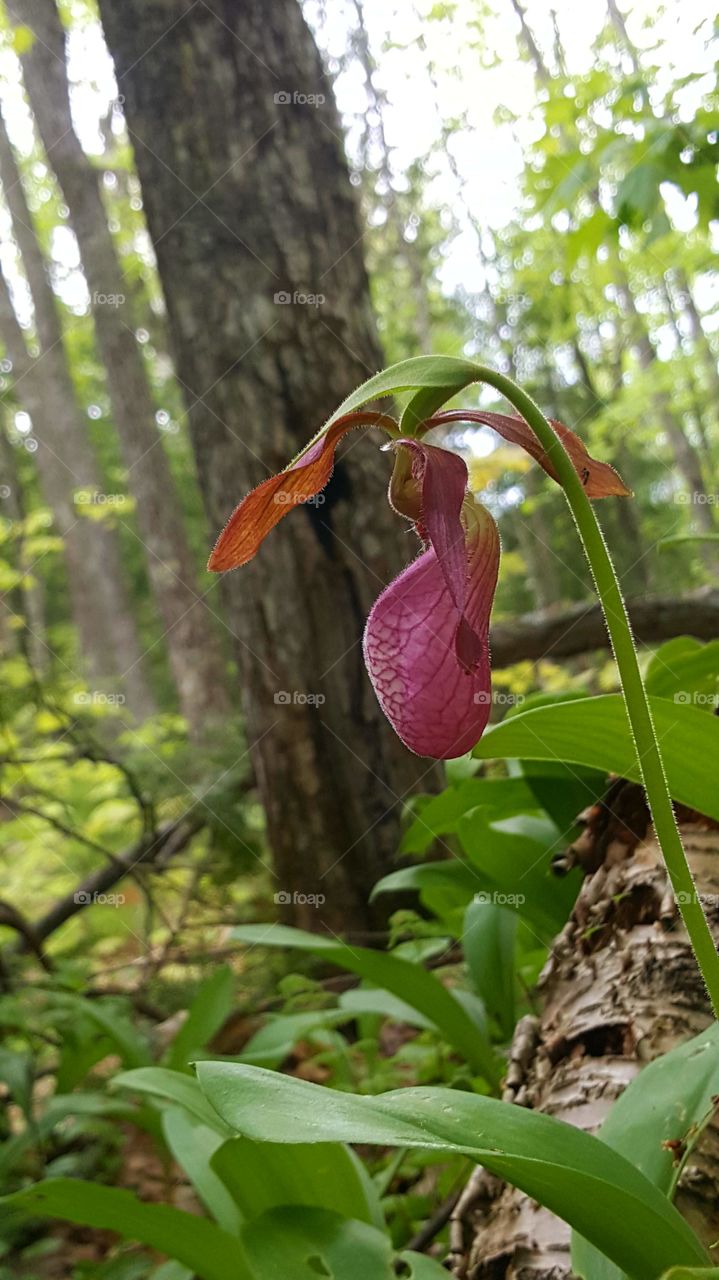 pink ladyslipper in the woods