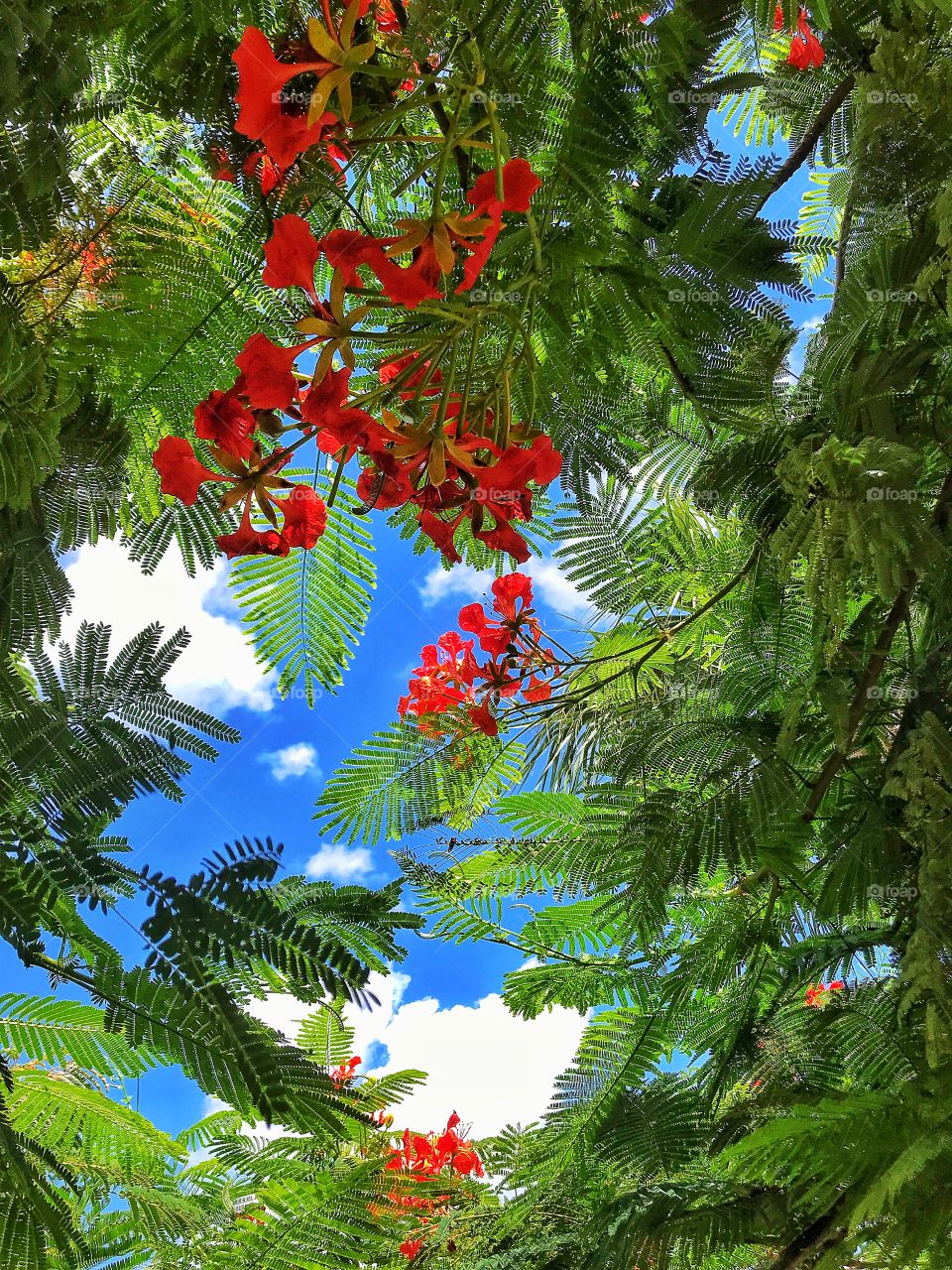 Flowering tree