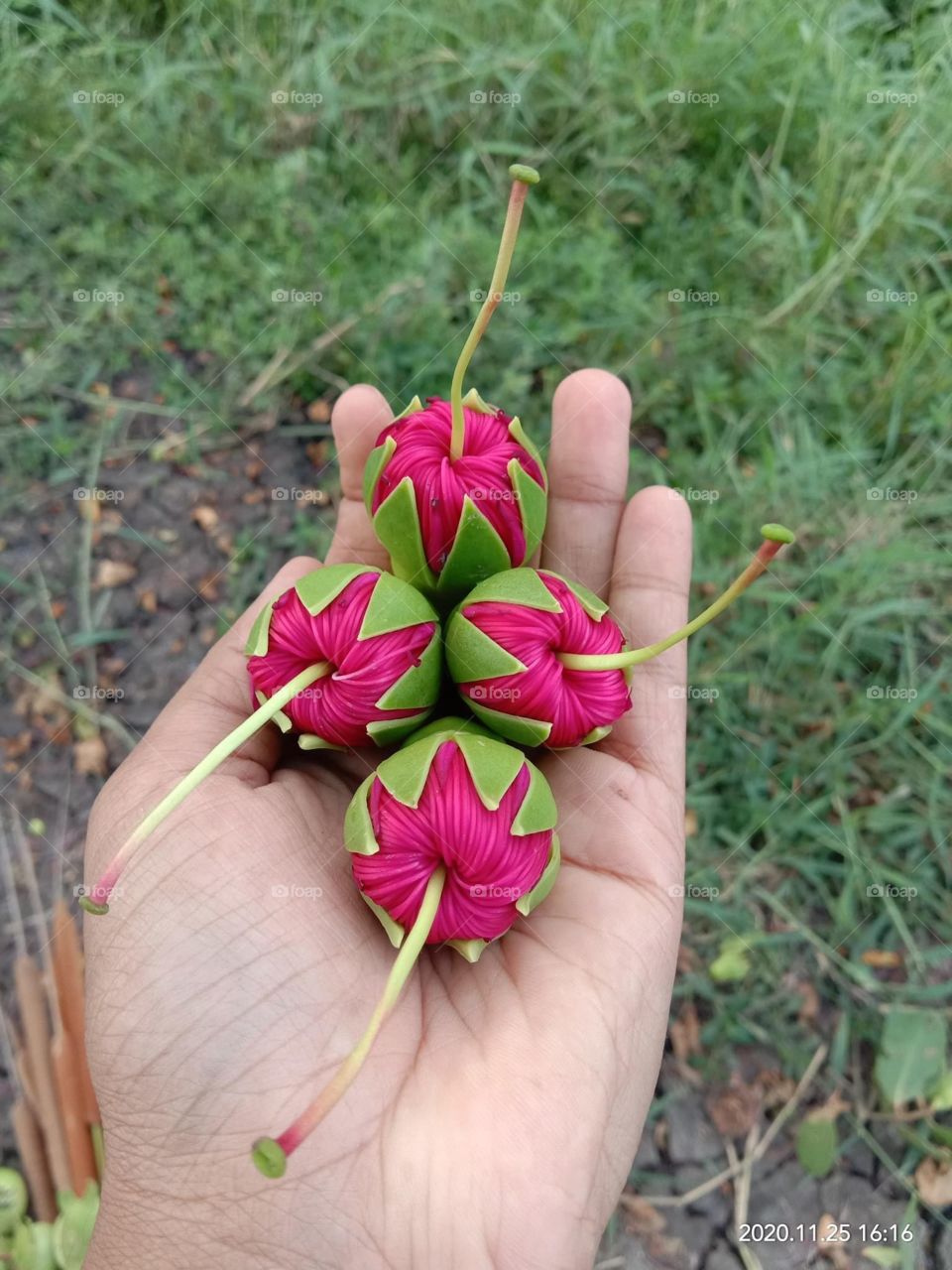 Kirala Flower Cork Flower Mangrove Tree