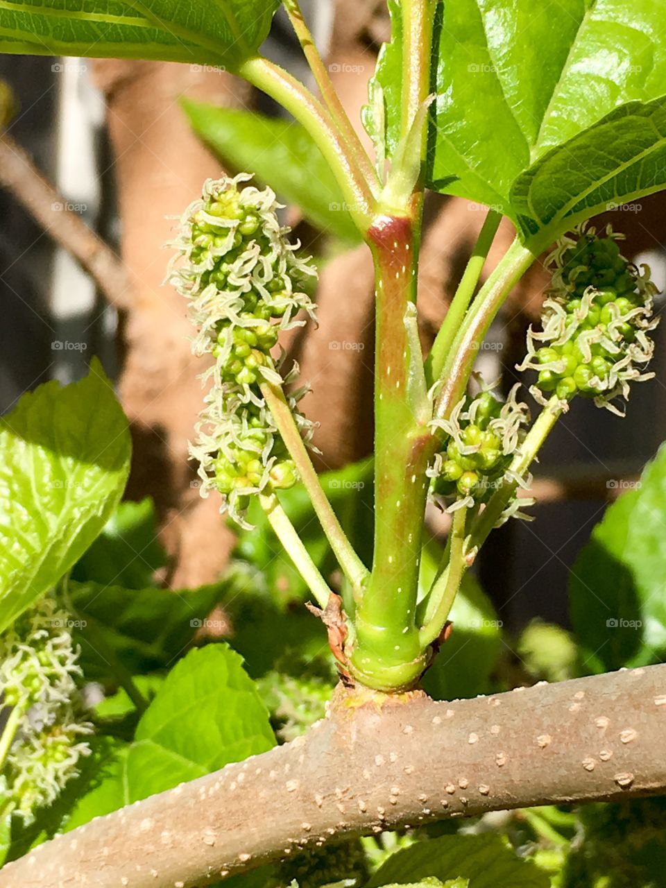 Mulberry tree buds