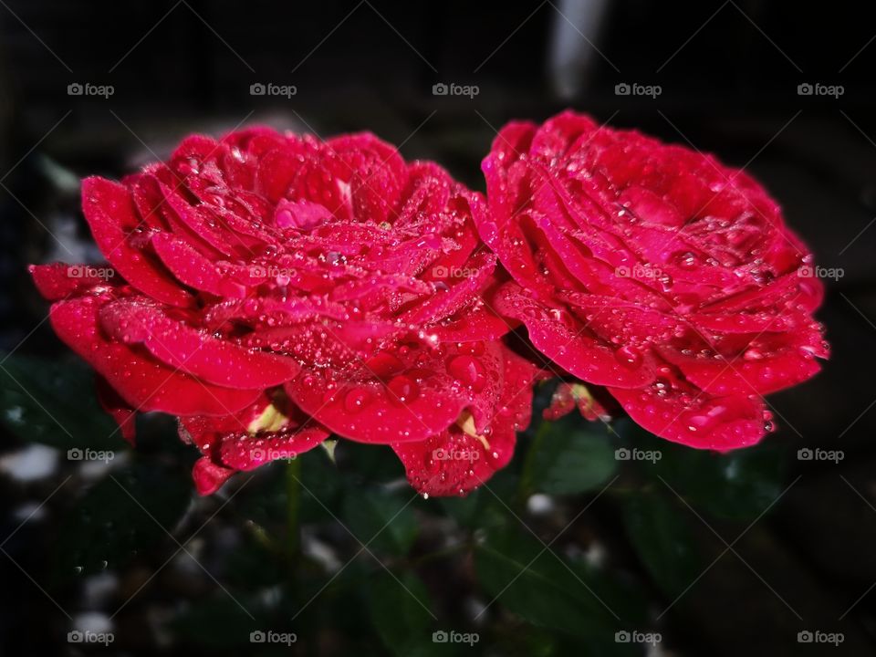 Beautiful red roses after rain