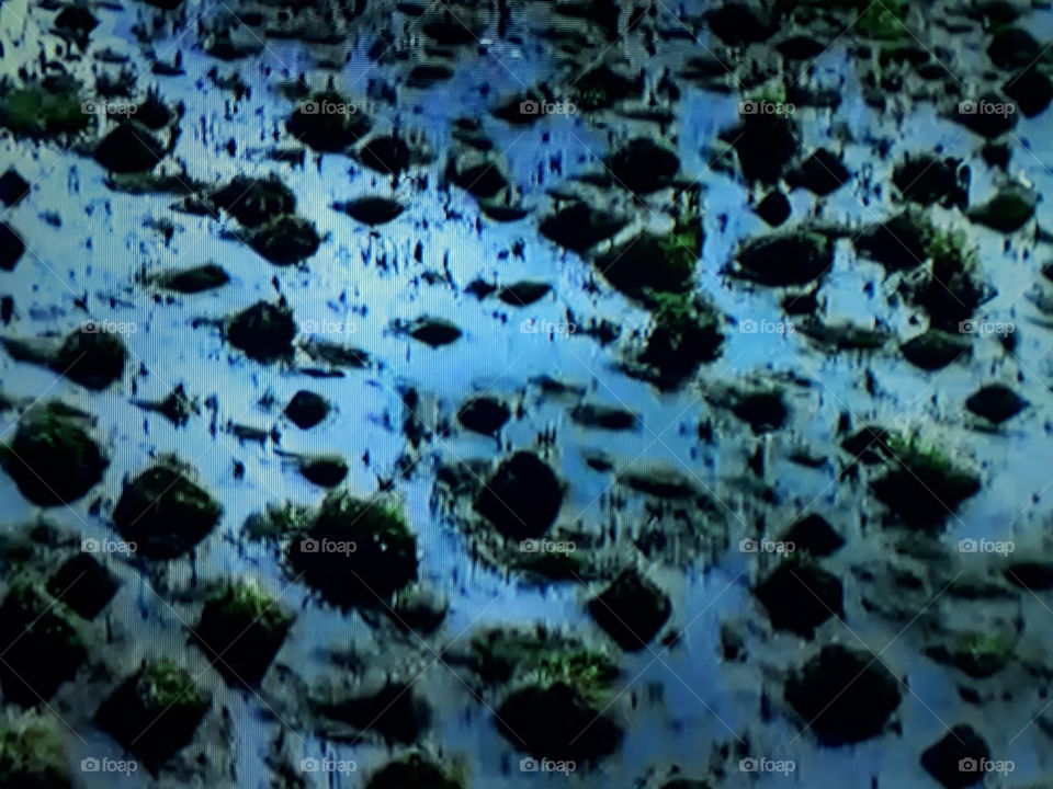 One of the most beautiful landscapes of Brazilian nature in the Pantanal Braziliense with its Palms and Waters.