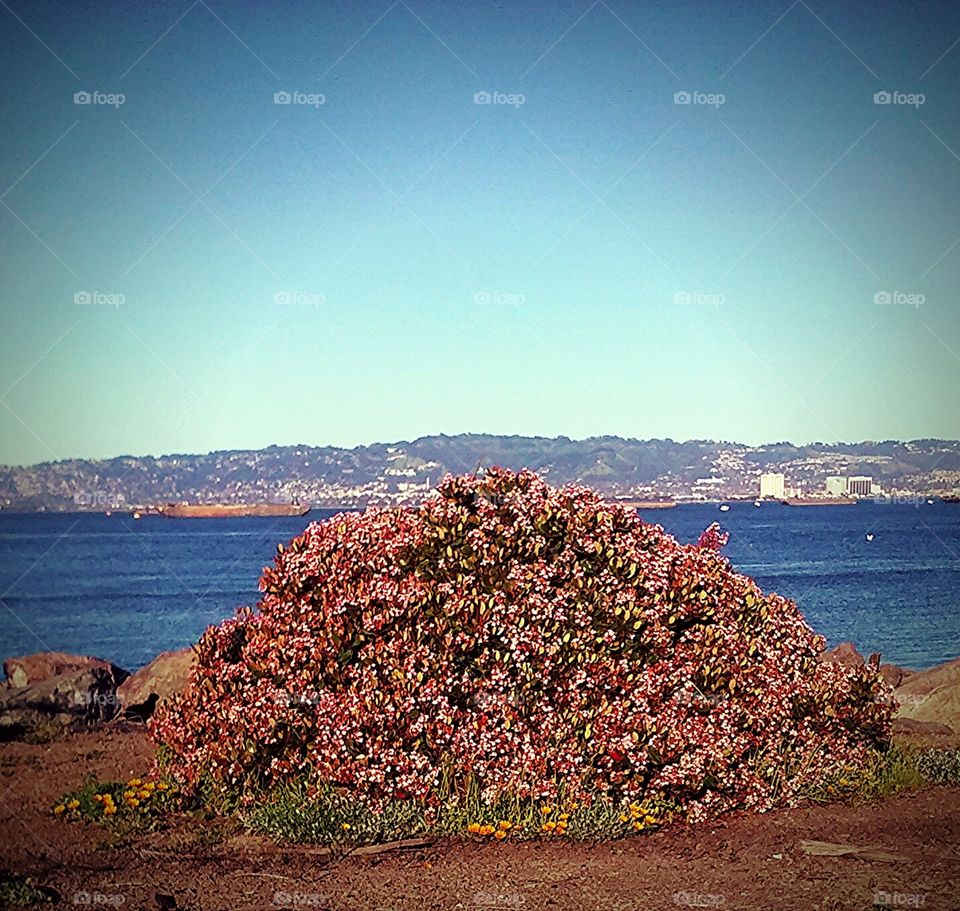 flowering bush on the beach