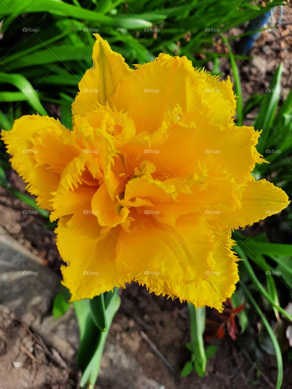 жёлтый тюльпан , тюльпан, красота , природа, цветы, весна , любовь к цветам