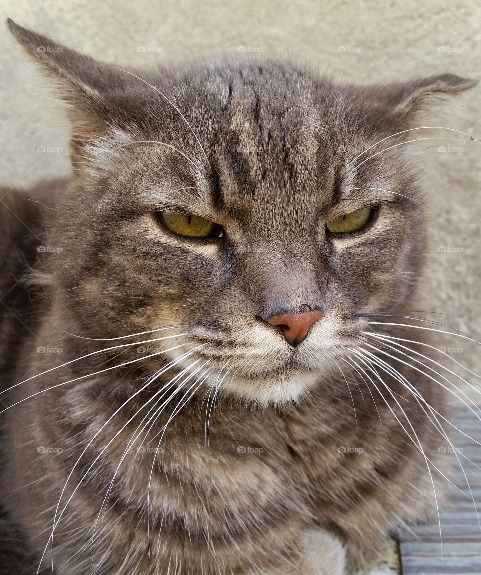 Angry cat