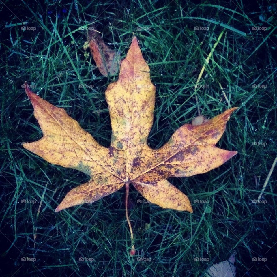 Fall leaf 