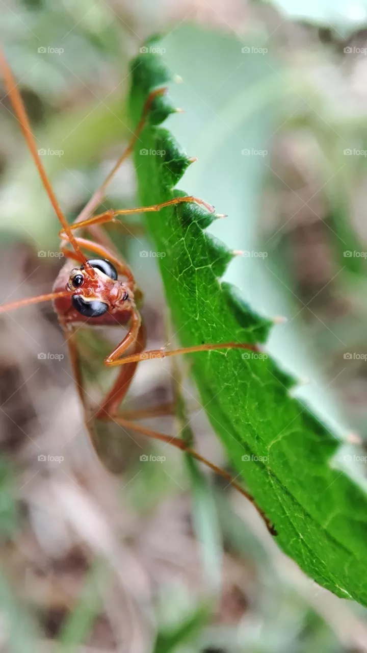 Wasp