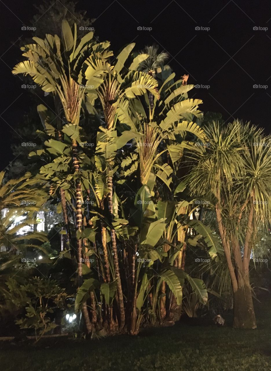 Group of palm trees by night