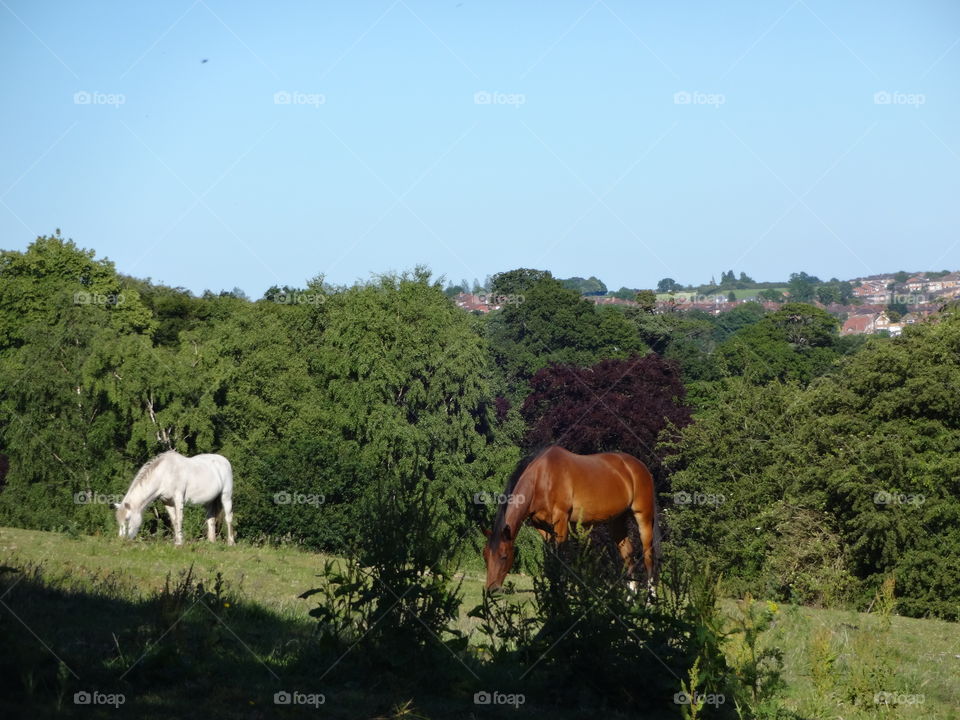 Majestic horses