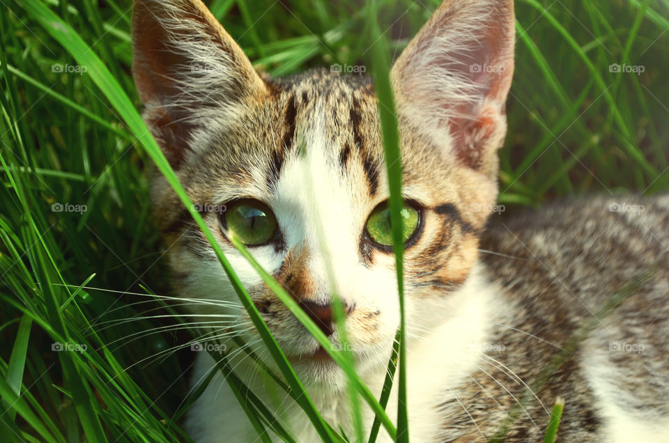 Beautiful Green Eye Cat.