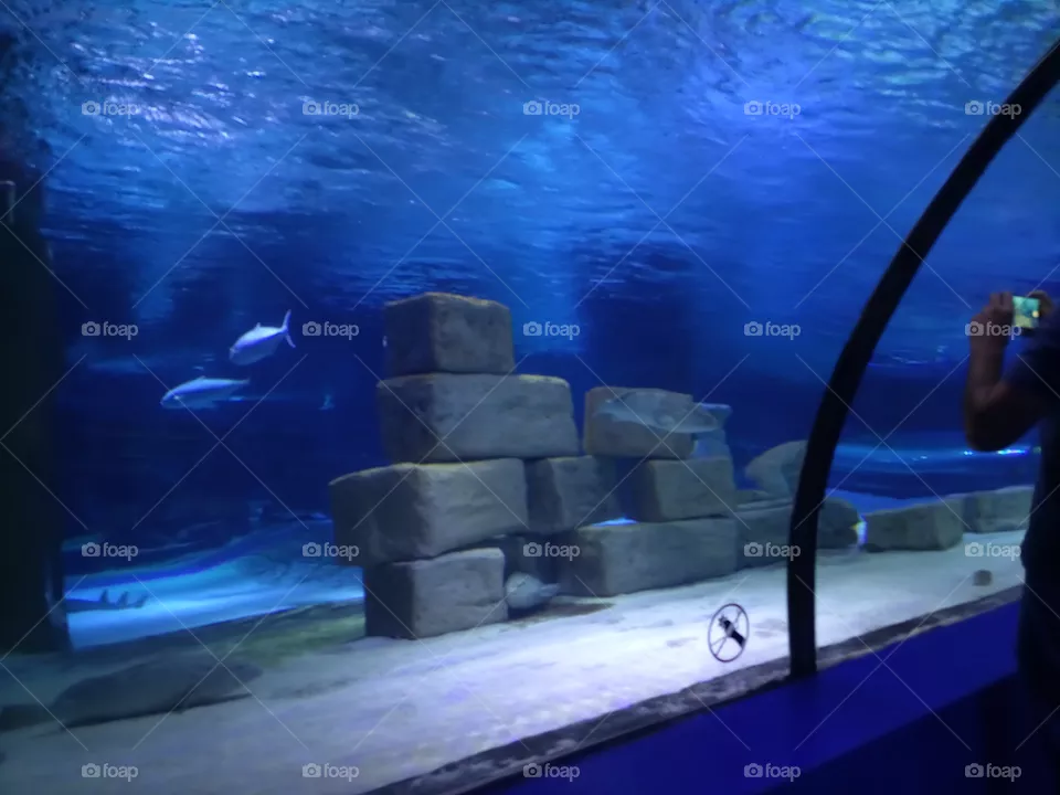 fishes