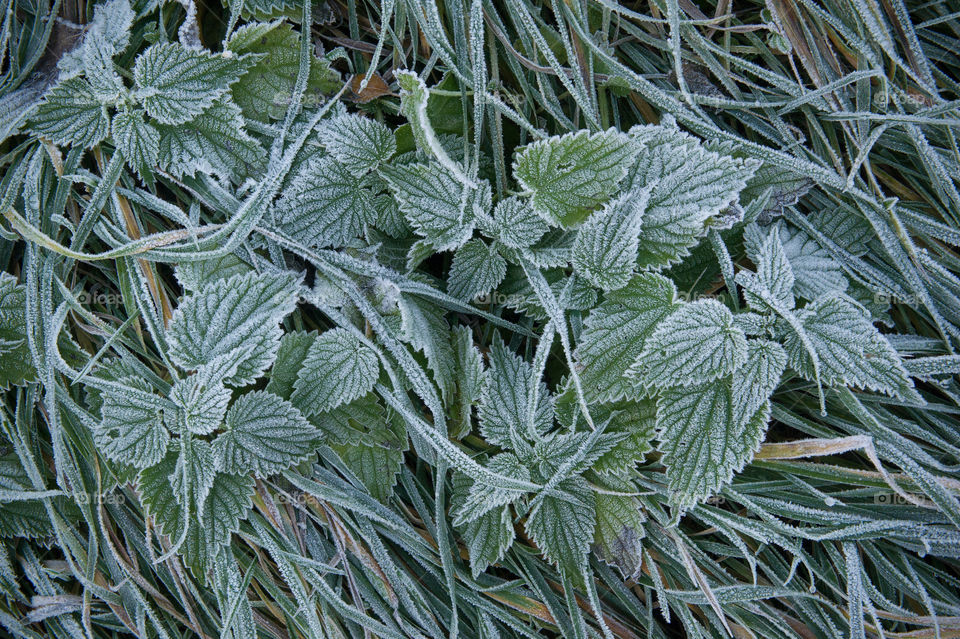 morning frost on green plants 
