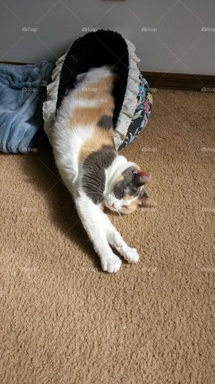 Muted calico cat stretched and sleeping