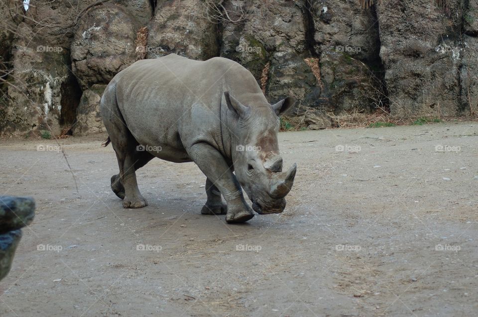 Rhino . Rhinoceros walking