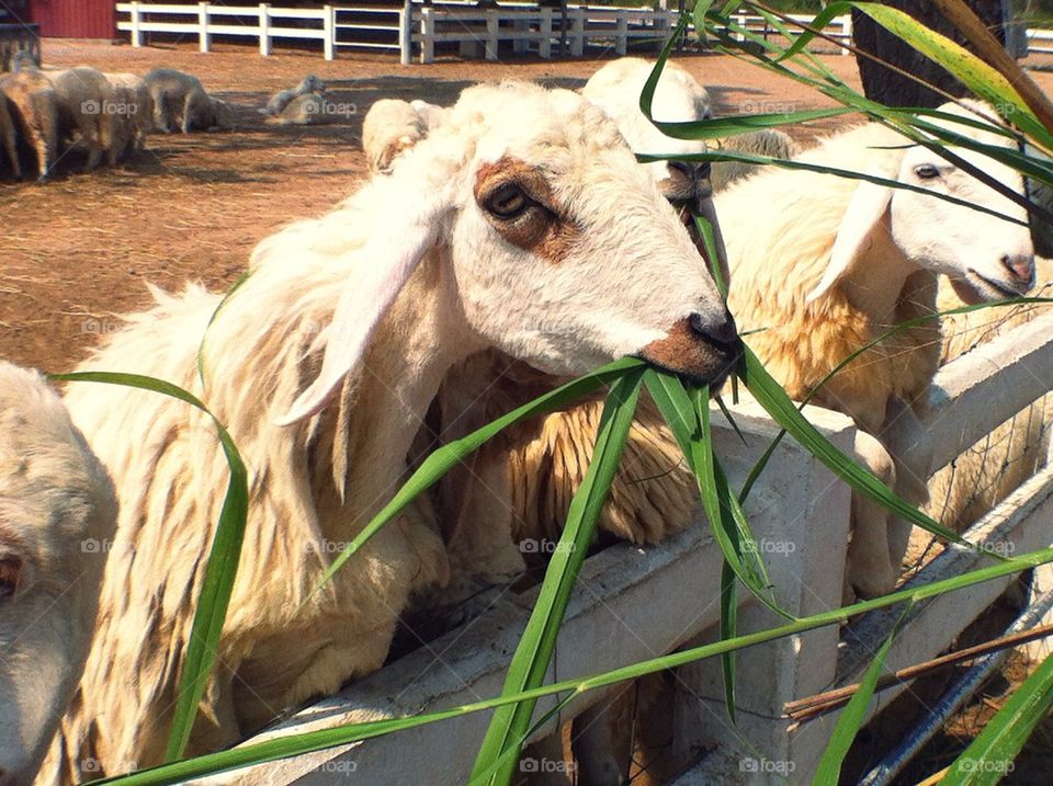 Swiss sheep