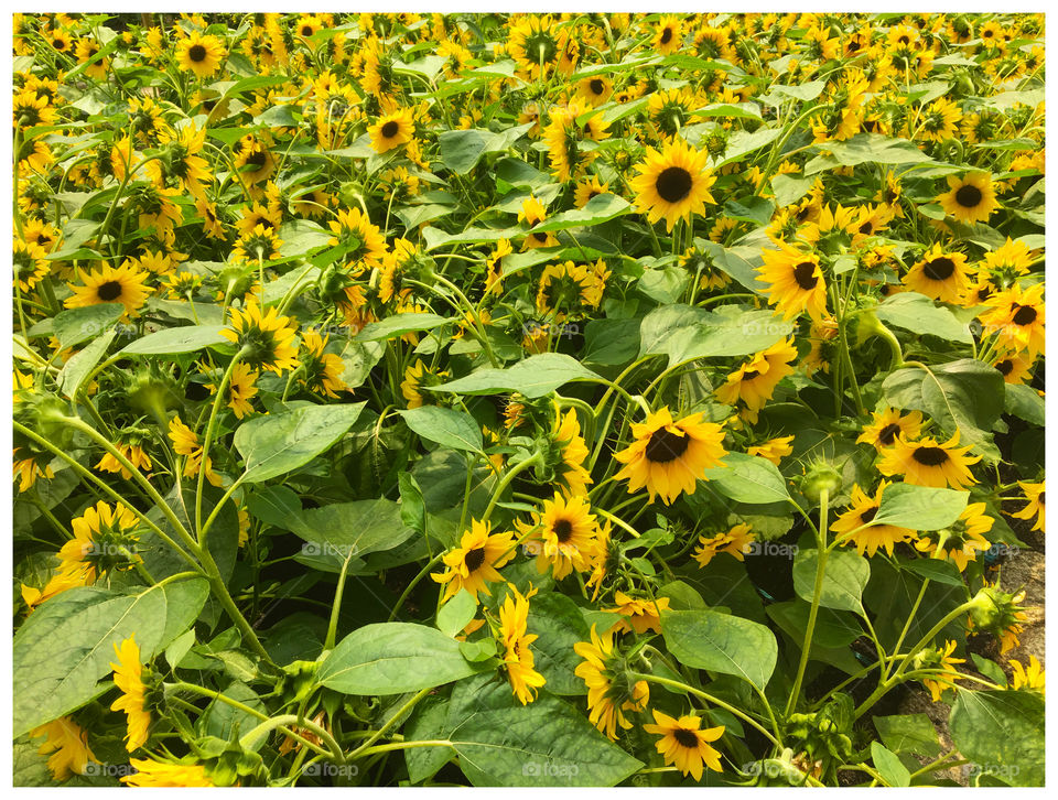 Sunflower Field
