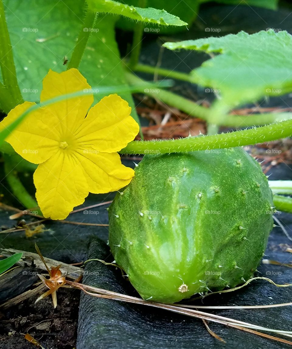 Cucumber flower on vine with young pickling cucumber growing.