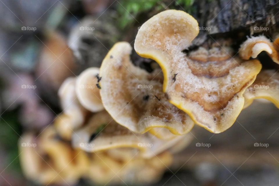 Close-up of yellow mushrooms on a trunk