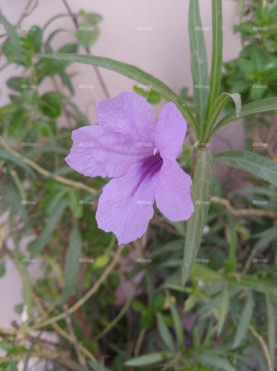 petunia purple colour flower looks very beautiful generally found everywhere fresh seasonal