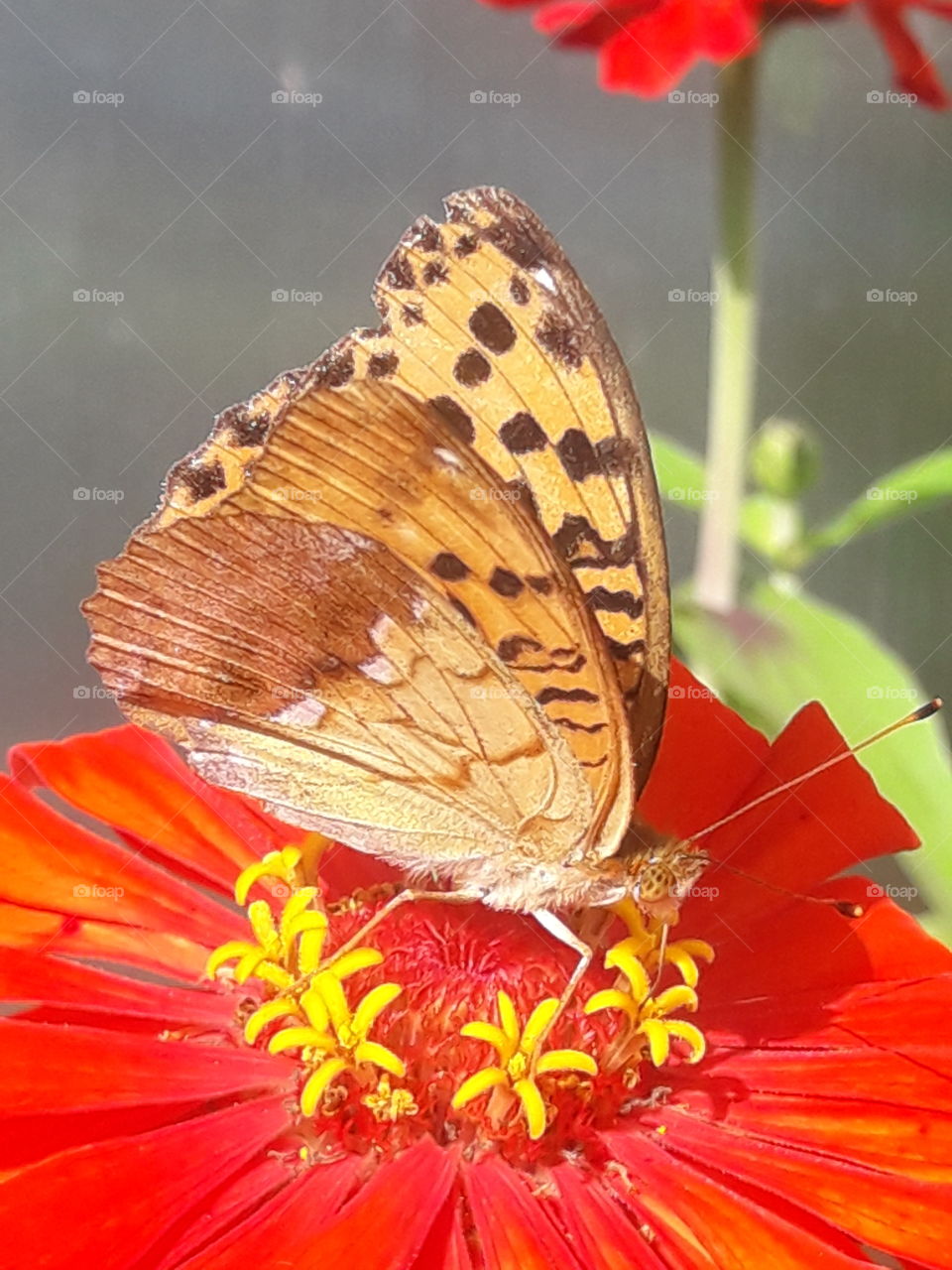 insects, butterfly, summer, belarus