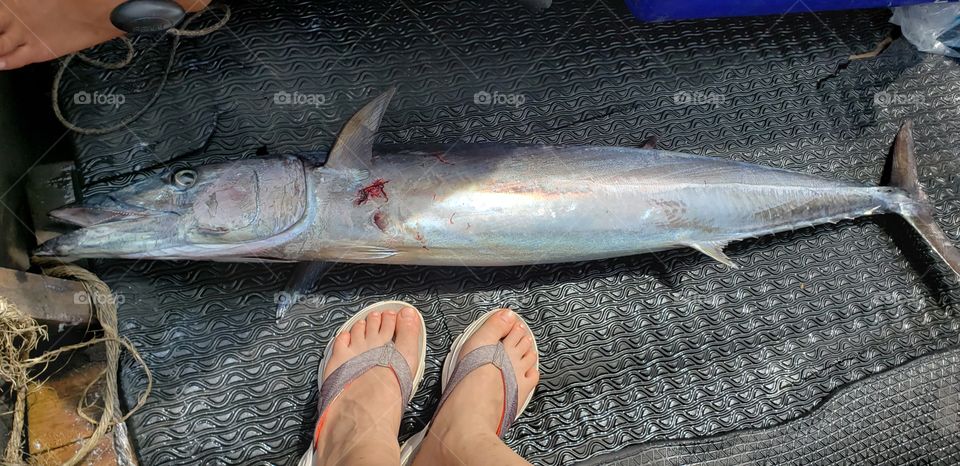 King Mackrel catch of the day