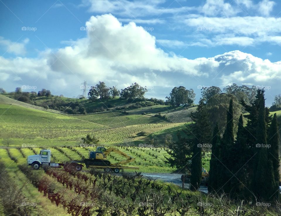 Vineyards. California 