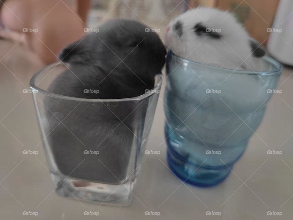 Hahaha, Cute Cup rabbit .