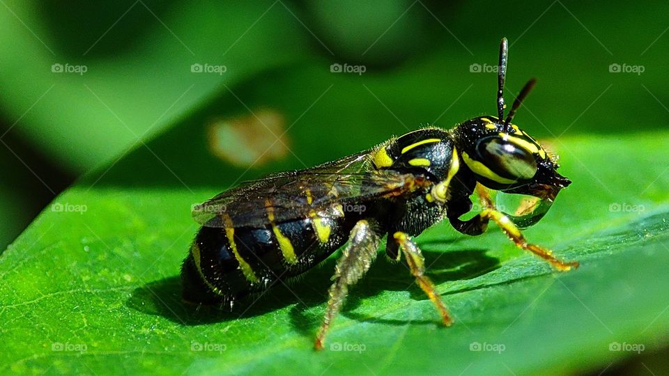 Bee Drinking Water