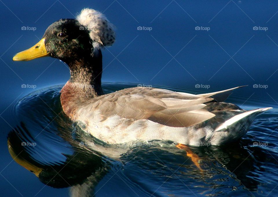 Crested Mallard Duck on Blue Water