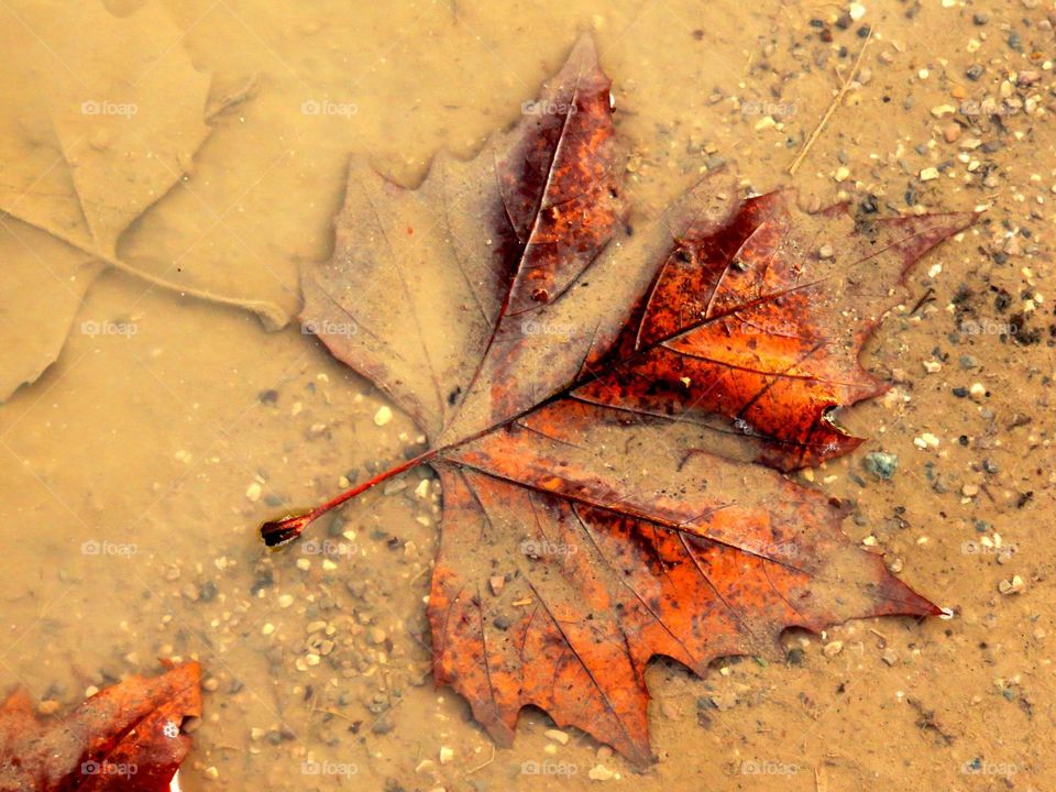 beautiful deadly after in puddle