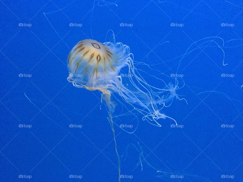 Jellyfish in underwater