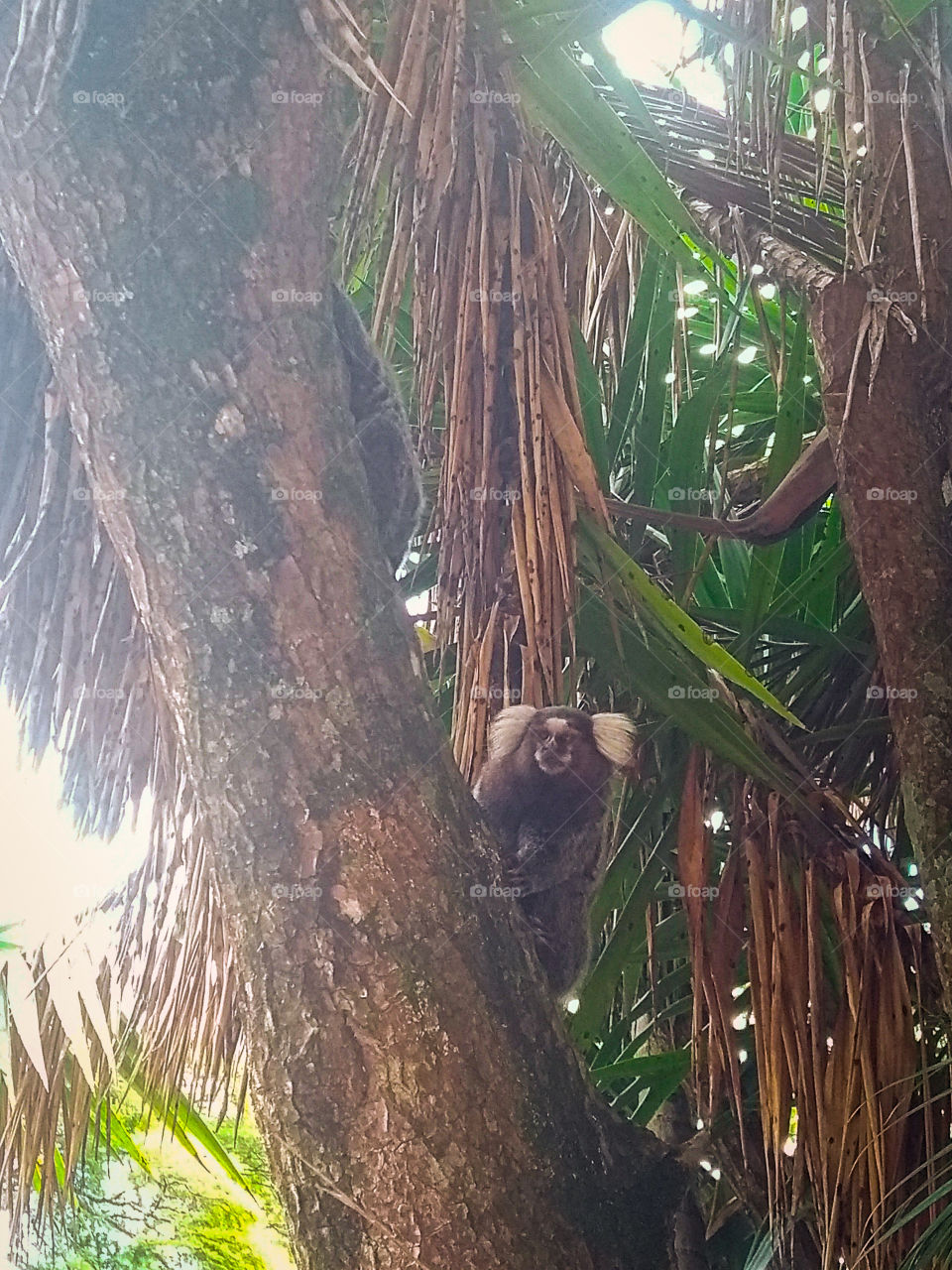the monkey marmoset on the tree