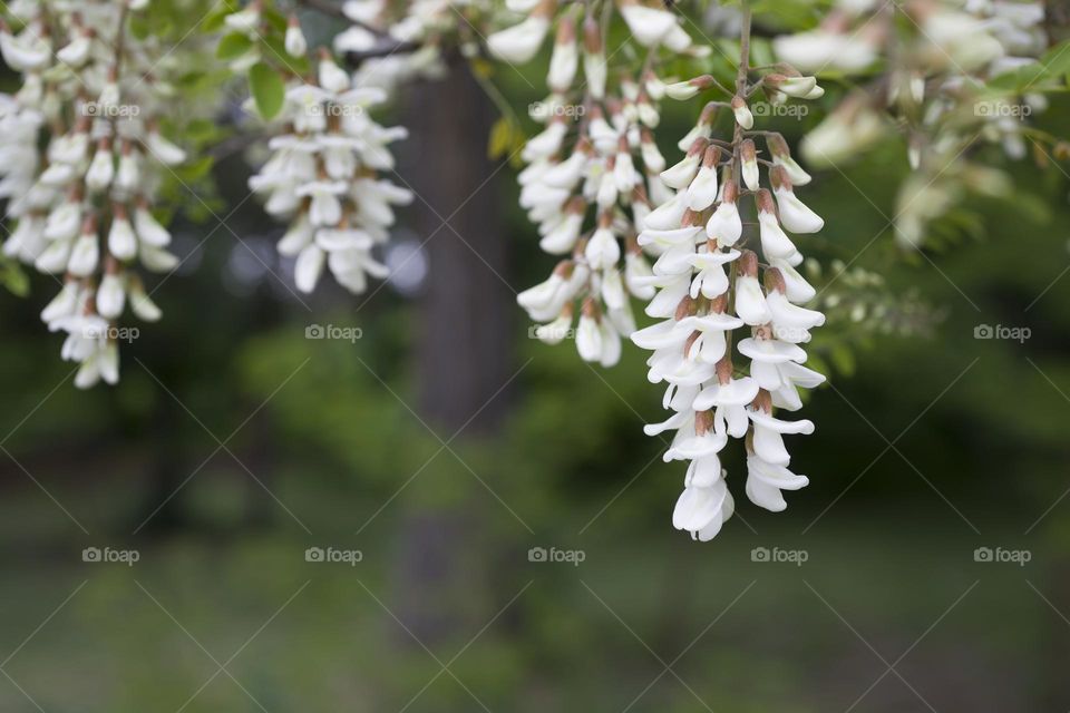 Robinia pseudoacacia . White acacia . Acacia flowers branch with a green background .