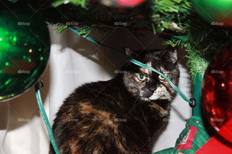under the Christmas tree