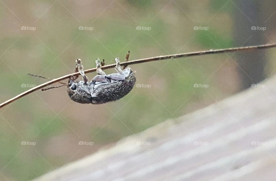 Hanging bug