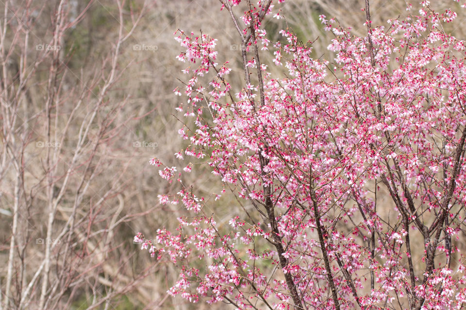 The glorious Mother nature