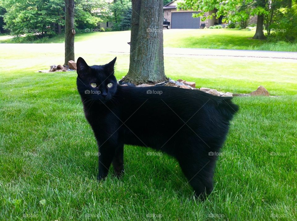 Black Japanese Bob in his front yard 