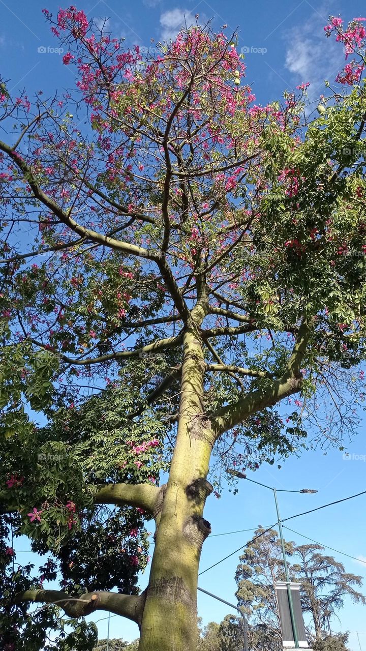 Silk Floss Tree -  Árbol Palo Borracho