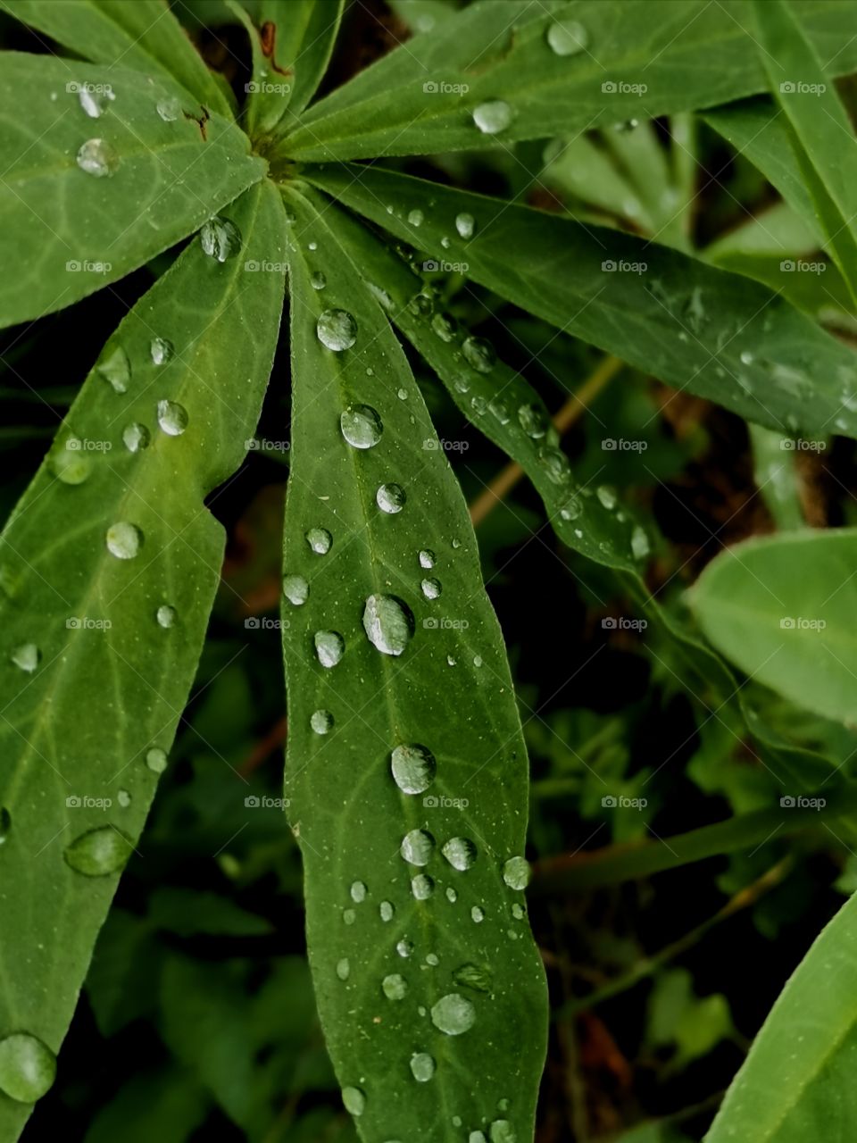 Dew drops