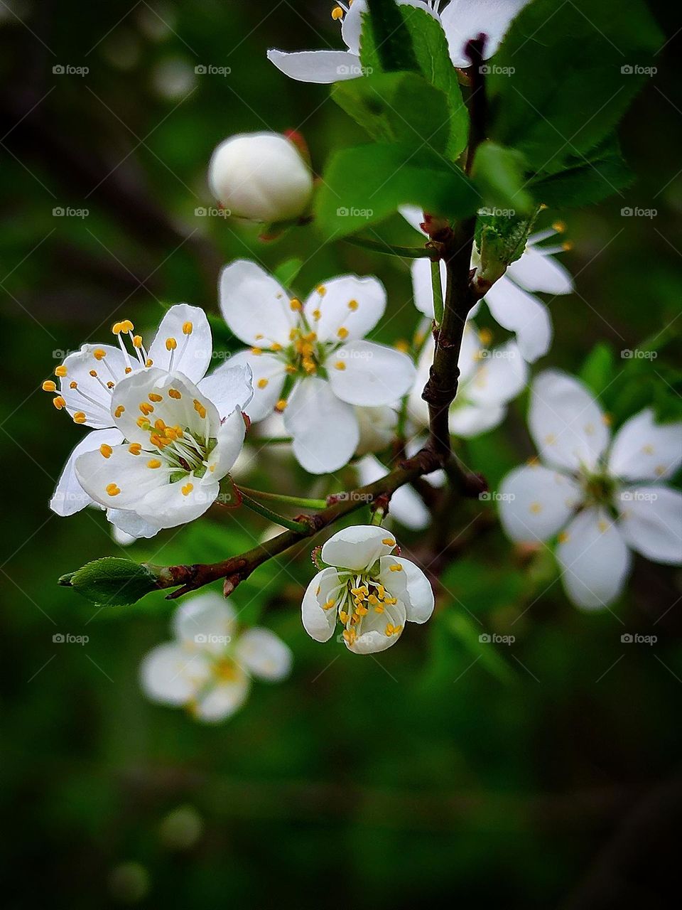 Branch with white cherry flowers