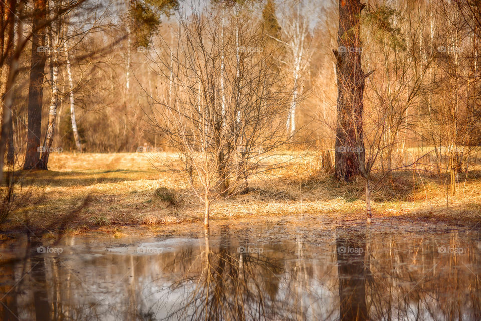 Sunny day at spring forest 