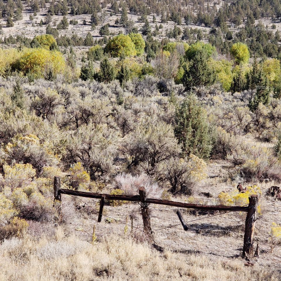 An old wooden fence in a rugged Central Oregon landscape with rabbit brush and trees in their vibrant fall color and juniper trees in the rural countryside